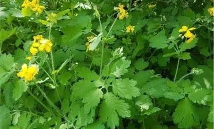 Kırlangıç Otu (Chelidonium majus) ve Sağlığa Faydaları